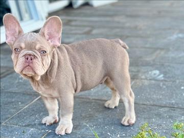 Cucciolo bulldog francese isabella newshade tan