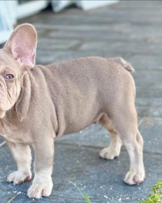 Cucciolo bulldog francese isabella newshade tan