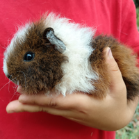 Cuccioli di porcellini d'india Teddy