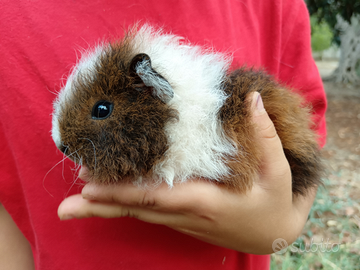 Cuccioli di porcellini d'india Teddy