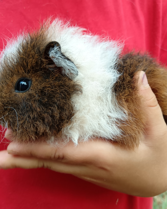 Cuccioli di porcellini d'india Teddy