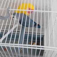 Coppia Inseparabili Produttivi Allevato A Mano