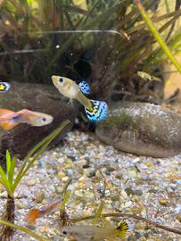 Guppy