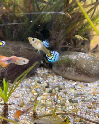 Guppy