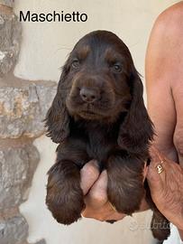 Cocker cuccioli