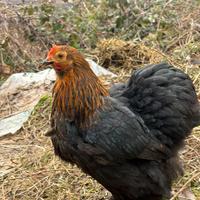 Cocincine nane maschio e femmine