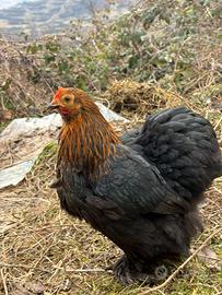 Cocincine nane maschio e femmine