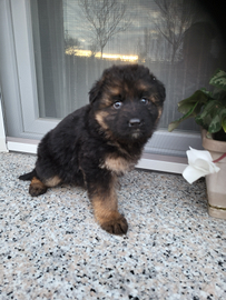 Animali cuccioli pastore tedesco