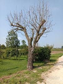 pianta noce 