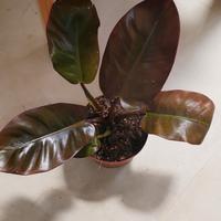 philodendron black cardinal 