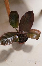philodendron black cardinal 