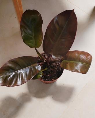 philodendron black cardinal 