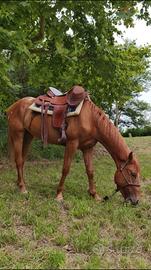 Cavalla Appaloosa