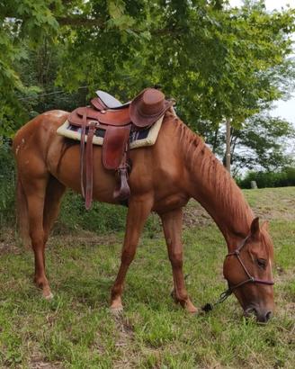 Cavalla Appaloosa