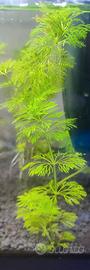 Piante per acquario