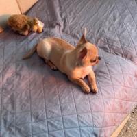 Cucciolo di chihuahua maschio