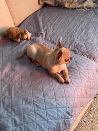 Cucciolo di chihuahua maschio