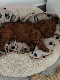 Barboncina mini Toy Red