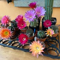 ECHINOPSIS ibridi