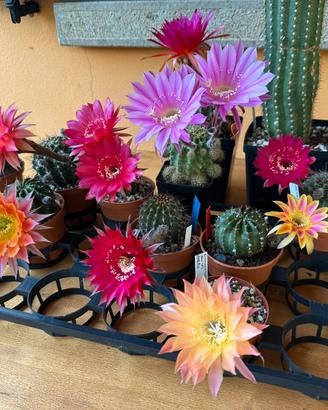 ECHINOPSIS ibridi