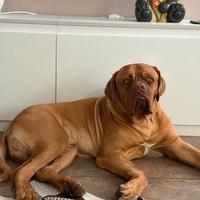 Dogue de bordeaux per monta