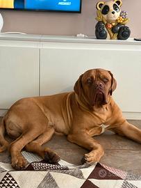 Dogue de bordeaux per monta