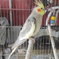 Pappagalli calopsite