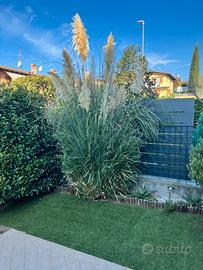 Cortaderia selloana
