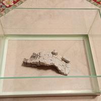 tartarughiera o piccolo acquario 