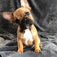 Cucciolo di bulldog francese maschio