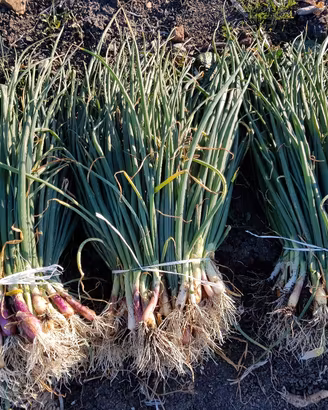 piantine di cipolla rosse e bianche
