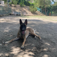 Cucciolona Pastore Belga Malinois