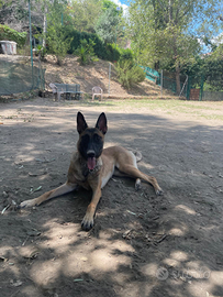Cucciolona Pastore Belga Malinois