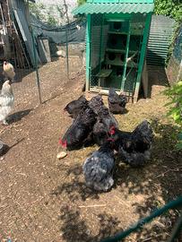 Galline Orpington