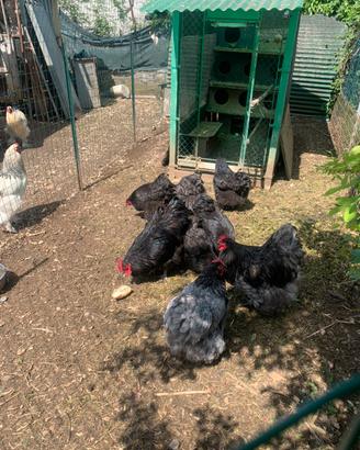 Galline Orpington
