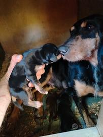 Cucciolo di segugio italiano