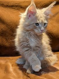Cucciolo di Maine Coon