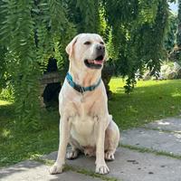 Labrador con pedegree per monta
