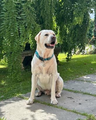 Labrador con pedegree per monta