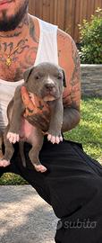 American pitbull terrier