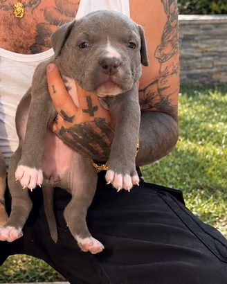 American pitbull terrier