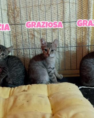 Grazia, Graziella e Graziosa gattine tigrate di 3