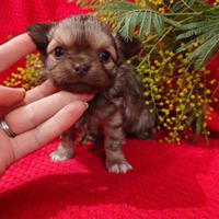 Maschio chihuahua 60 giorni pelo lungo