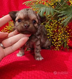 Maschio chihuahua 60 giorni pelo lungo