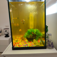 Acquario con pesci