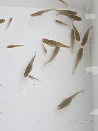 Gambusie pesci mangia zanzare