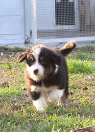 Cuccioli pastore australiano con pedigree
