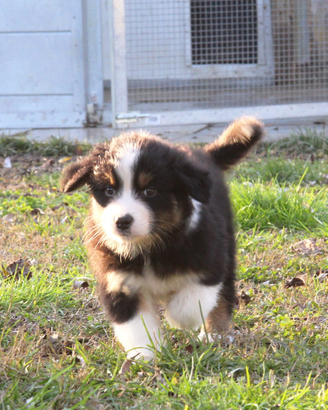 Cuccioli pastore australiano con pedigree
