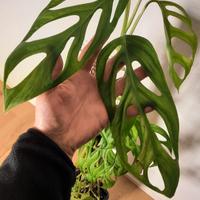 Monstera esqueleto talee o pianta intera