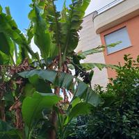 piante e albero banano